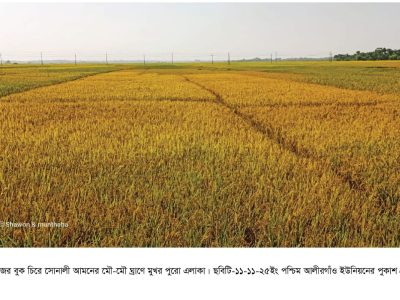 ১. গোয়াইনঘাটে আমনের মৌ-মৌ ঘ্রাণে মুখর পূরো এলাকা সোনালী ধানে ভরে উঠেছে ফসলের মাঠ