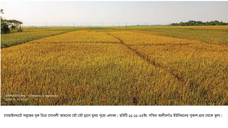 ১. গোয়াইনঘাটে আমনের মৌ-মৌ ঘ্রাণে মুখর পূরো এলাকা সোনালী ধানে ভরে উঠেছে ফসলের মাঠ