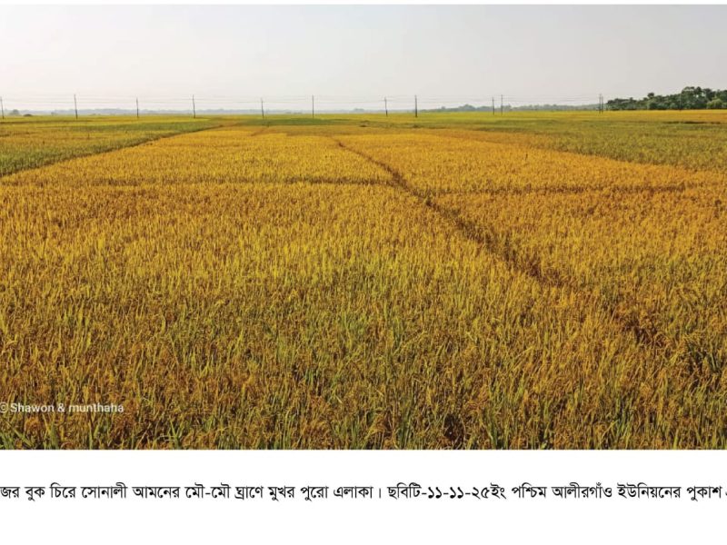 ১. গোয়াইনঘাটে আমনের মৌ-মৌ ঘ্রাণে মুখর পূরো এলাকা সোনালী ধানে ভরে উঠেছে ফসলের মাঠ