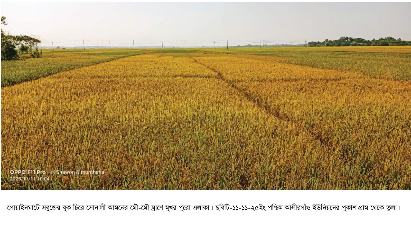 ১. গোয়াইনঘাটে আমনের মৌ-মৌ ঘ্রাণে মুখর পূরো এলাকা সোনালী ধানে ভরে উঠেছে ফসলের মাঠ